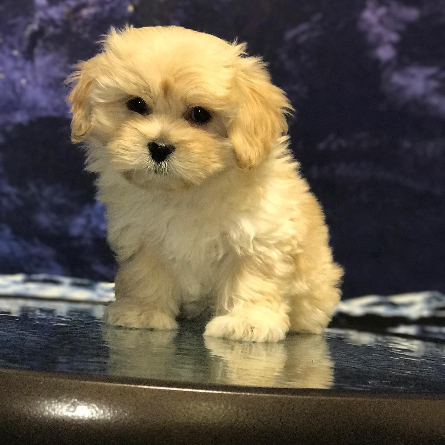 maltipoo puppies for sale