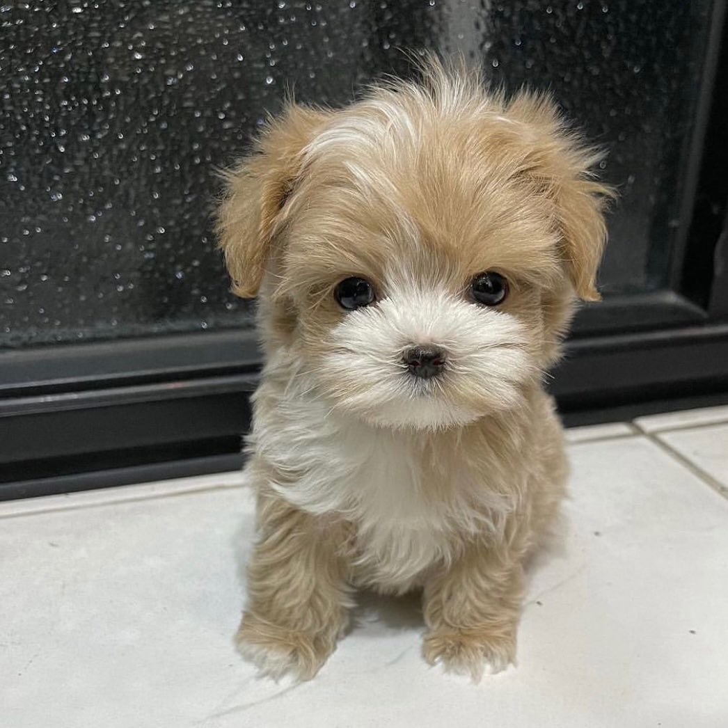 mini poodle for sale