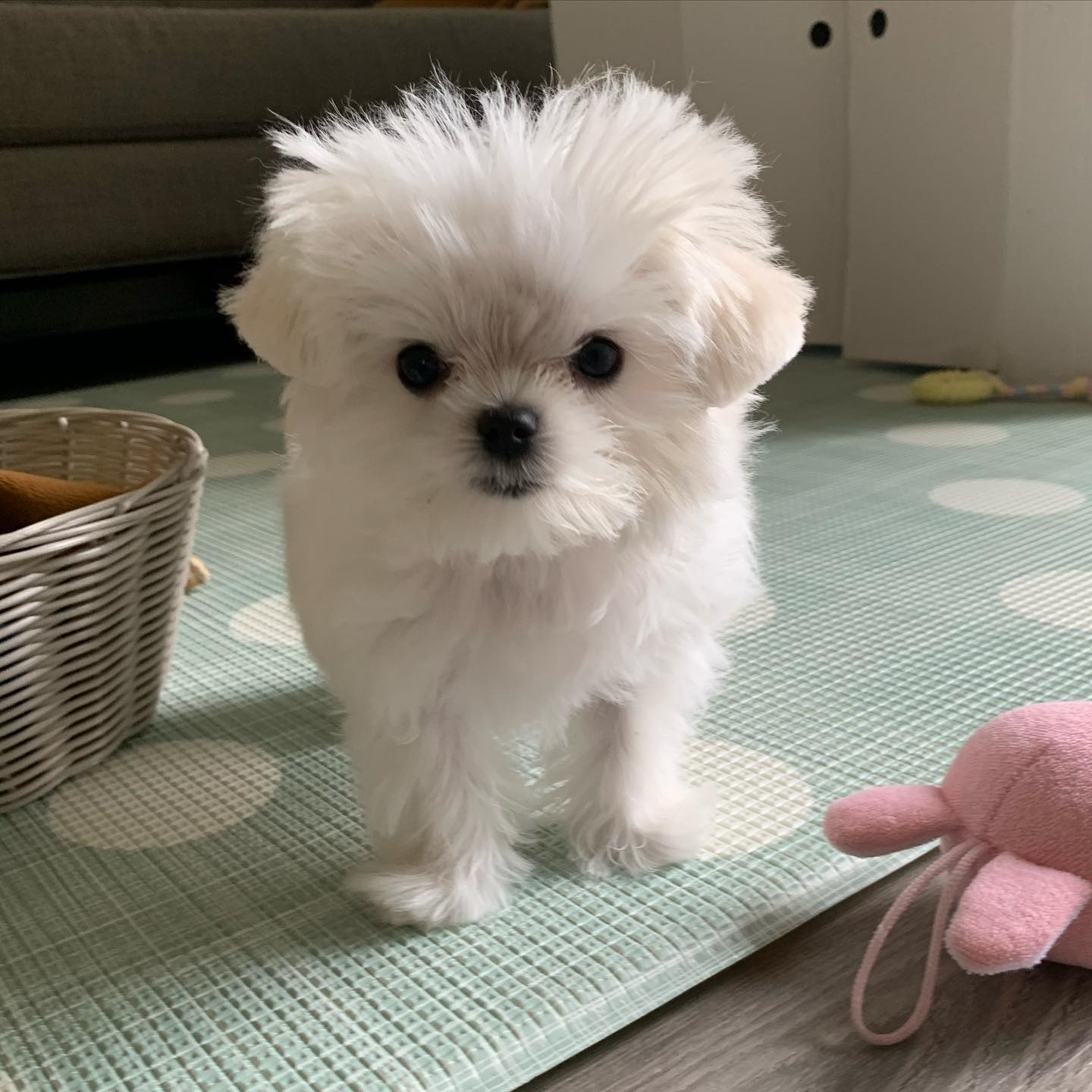 teacup maltese puppy for sale