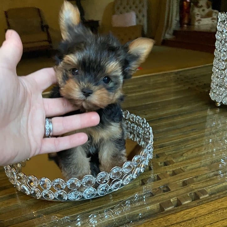 yorkshire terriers for sale